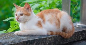 découvrez l'univers captivant de mimi-siku, un personnage emblématique de la culture moderne, qui vous emmène dans des aventures inoubliables. plongez dans des histoires enrichissantes et pleines d'humour pour toute la famille.