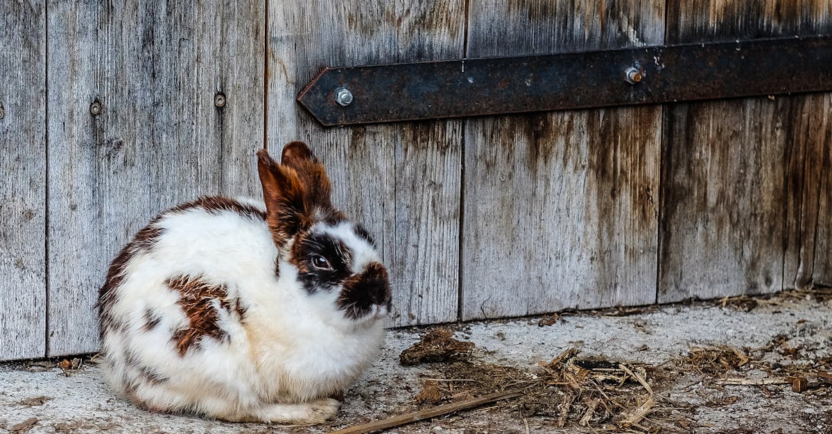 d&eacute;couvrez l'univers fascinant des lapins, ces adorables cr&eacute;atures aux grandes oreilles. apprenez-en davantage sur leur habitat, leur comportement, et les soins n&eacute;cessaires pour les &eacute;lever en toute s&eacute;r&eacute;nit&eacute;. explorez les diff&eacute;rentes races et trouvez des conseils pratiques pour devenir un propri&eacute;taire de lapin heureux.