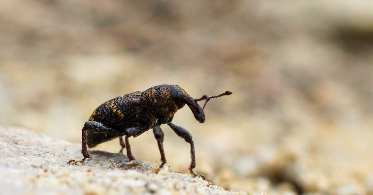 d&eacute;couvrez l'&eacute;volution fascinante de la couleur du sperme &agrave; travers les esp&egrave;ces et son impact sur la reproduction et la s&eacute;lection naturelle. plongez dans les m&eacute;canismes biologiques et les enjeux environnementaux qui influencent cette caract&eacute;ristique &eacute;tonnante.