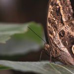 d&eacute;couvrez l'&eacute;volution des couleurs du sperme &agrave; travers les esp&egrave;ces et les implications biologiques qui en d&eacute;coulent. explorez comment ces variations peuvent influencer la reproduction et la s&eacute;lection sexuelle dans le r&egrave;gne animal.