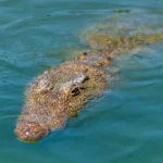 From above of wild dangerous crocodile with rough skin swimming in calm rippling water of river