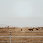 Brothers en streaming : distinguer les versions Scenic view of cattle grazing on a Mexican ranch under a warm sunset sky.