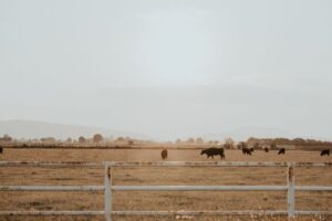 Scenic view of cattle grazing on a Mexican ranch under a warm sunset sky.