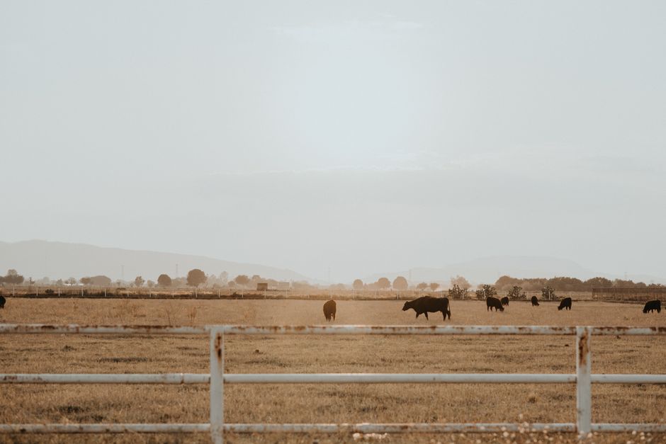 Scenic view of cattle grazing on a Mexican ranch under a warm sunset sky.